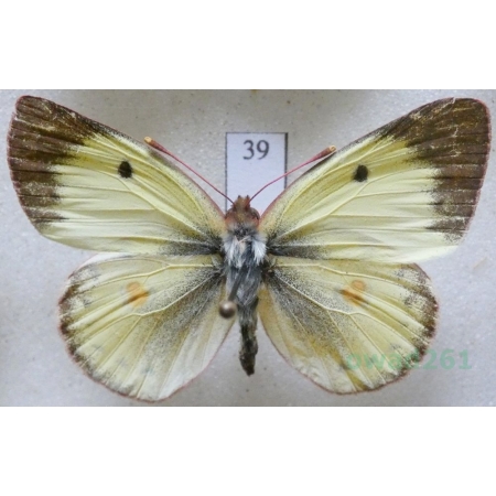 Colias hyale (Linnaeus, 1758) male Szlaczkoń siarecznik Czech39